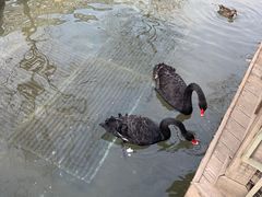 -南宫五洲植物乐园