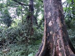 -广州兰圃