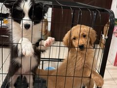 -乖乖宠物医院·猫科·骨科·24小时(云岗分院)