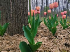 -合肥滨湖国家森林公园