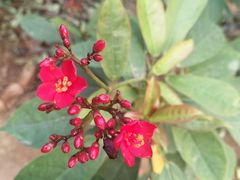 景点-呀路古热带植物园