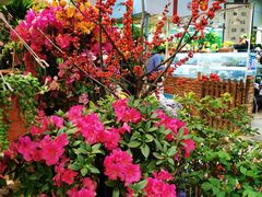 -双季花艺园艺市场(浦东店)