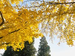 -三里屯东五街银杏大道