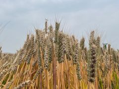 -中国天府农业博览园