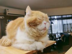 -喵园·猫主题咖啡厅·撸猫·猫咖(国贸店)