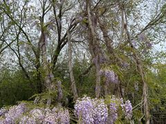 -泗洪洪泽湖湿地景区