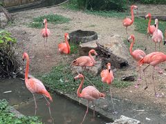 -清迈夜间动物园