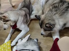-Husky Go! 哈士奇体验馆·宠物咖啡厅狗咖
