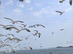 -海驴岛(荣成市)