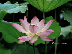 -荔湾湖公园