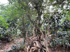 -南山植物园