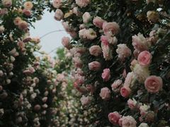 -花博汇(知音花月夜)