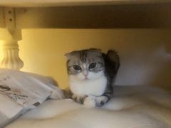 -北京观赏动物医院·24小时大型综合·猫专科·异宠专科