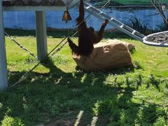 -西霞口神雕山野生动物世界