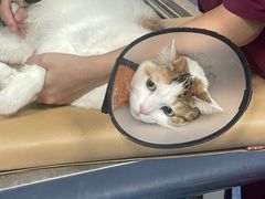 -爱诺耐芙动物医院(万博店)