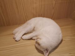 -屋虎猫馆(宝安大仟里店)