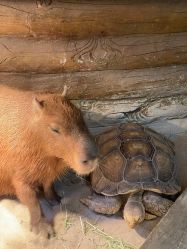 -Zoolung Zoolung动物主题公园(海信广场店)