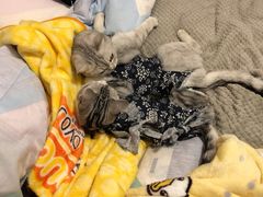 -美联众合动物医院(·中兽医·疑难杂症·严家桥分院)