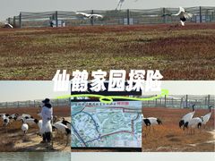-盐城丹顶鹤湿地生态旅游区