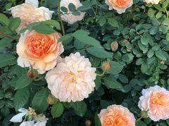 -人民公园(罗湖区)