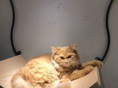 -飞行喵MR PILOT|猫舍·猫咖(静安大融城店)