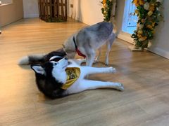 -Husky Go! 哈士奇体验馆·宠物咖啡厅狗咖