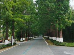 -黄海国家森林公园