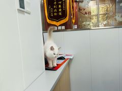 -东日国际动物医院·CT·心脏专科(桃源分院)