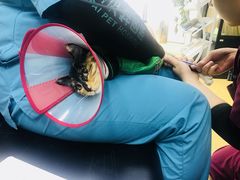 -瑞派天宁宠物医院·猫科·异宠中心