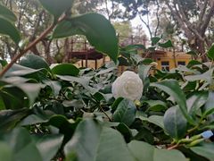 -深圳国际园林花卉博览园