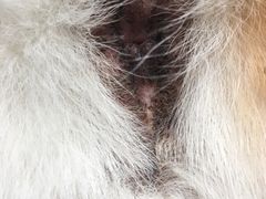 -佳百利宠物(荣乐中路115弄小区店)