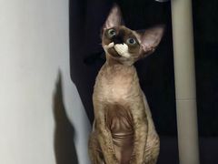 -宠颐生宠物医院·心肾内科·猫专科诊疗中心宠巢店