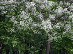 -木塔寺遗址生态公园