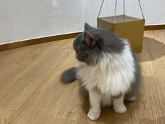 -1013 PET SHOP精品宠物商店(丁香店)