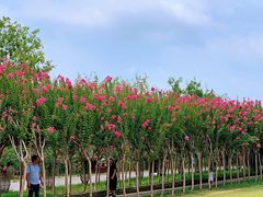 -武汉紫薇都市田园