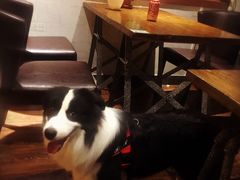 -百好乐宠物友好餐厅(朝外大街店)