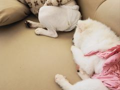 -怪兽屋·羊驼·猫咖·狗咖(俊华广场店)