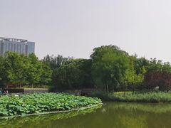 -大望京公园