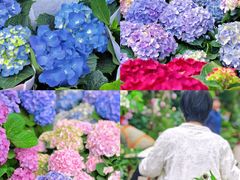 -合肥滨湖国家森林公园