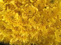 -三圣花乡旅游区