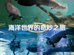 -上海海洋水族馆