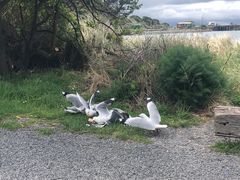 -Kaikoura Seafood BBQ Kiosk