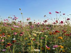 -上海滨江森林公园