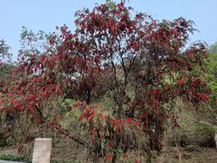 -水濂山森林公园