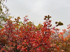 -香山公园
