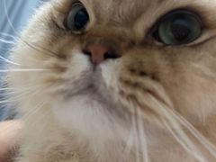 -创凡宠物医院·骨专科  猫科中心(西乡分院)