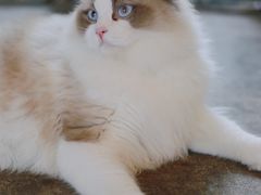 -喵屿·大理花园猫咖