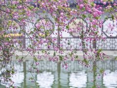 -莫愁湖公园