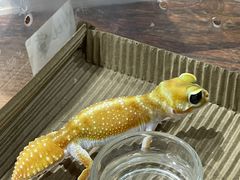 -酷以爬仙阁实体爬宠店·守宫·蜥蜴·专业繁育