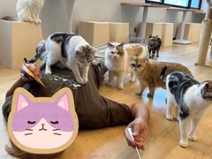 -有喵·猫咖·狗咖·30几只猫10只小狗(岗厦店)